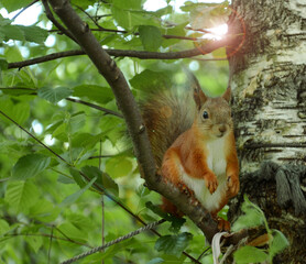 Obraz premium squirrel in the park