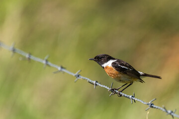 Schwarzkehlchen (Saxicola rubicola)