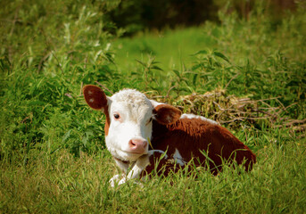 A calf is lying on the green grass on a Sunny day © Lia Nikova