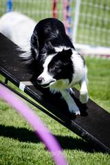 Dog Agility Trial