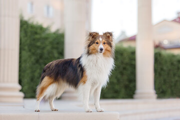 Shetland Sheepdog at the city. Dog on the walk. Town. Urban. Trip. Travel with pet