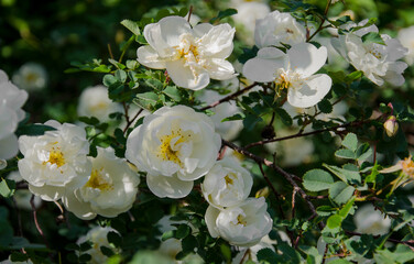 Obraz na płótnie Canvas White flowers of a garden Bush rose. The atmosphere of the summer.