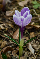 Obraz premium purple crocus flowers