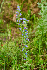Vertical photo of a fragrant purple geranium flower and a bee pollinating it against a background of dense greenery in defocus