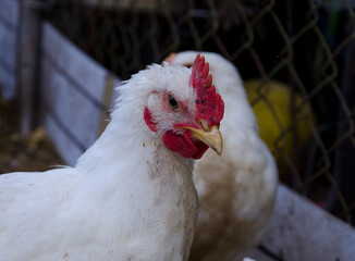 free range chicken on farm