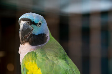 A beautiful blue green parrot portrait close up looking at the camera