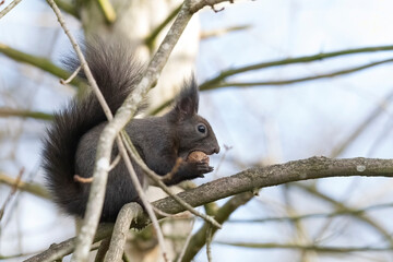 European brown squirrel in winter coat on a branch in the forest
