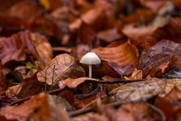 Mushrooms at their natural location in the forest