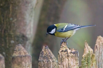 great tit on a branch