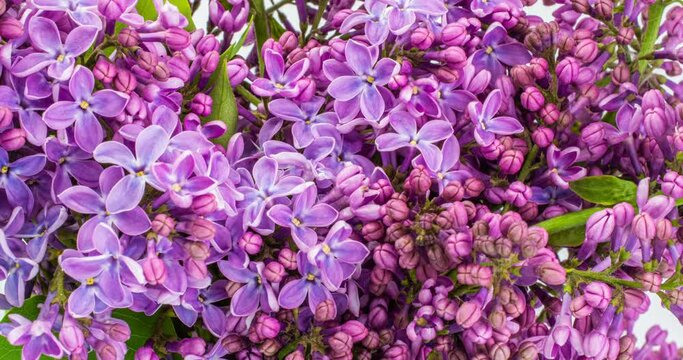 Lilac flowers bunch background. Beautiful opening violet Lilac flower Easter design closeup. Beauty fragrant tiny flowers open closeup. Nature blooming flowers backdrop. Time lapse 4K video