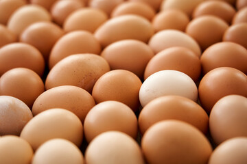 Fresh country eggs. Natural food, environmentally friendly products.