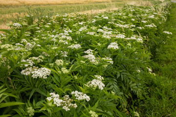 Zwerg-Holunder (Sambucus ebulus)