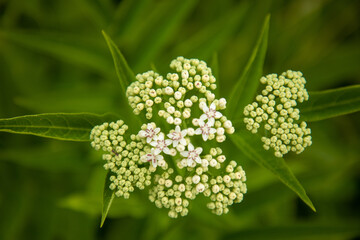 Zwerg-Holunder (Sambucus ebulus)