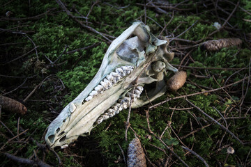 skeletonized part of a boar skull in moss