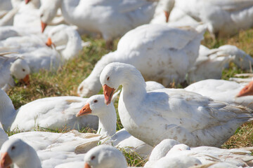 A flock of white geese in the meadow