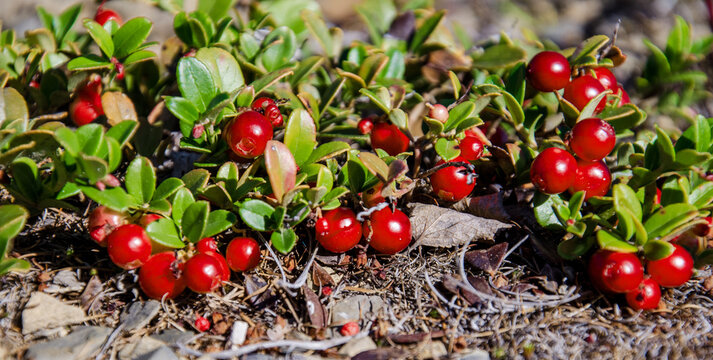 Juicy red berries of a cowberry on a hillside.