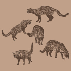 Animal Wildlife African Civet Overlapping Vector Style Set