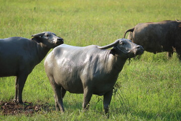 buffalo in field