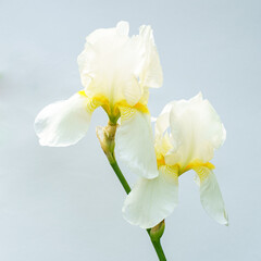 White iris flower on a blue background