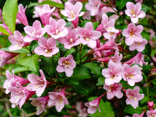 Fototapeta na wymiar A lovely small shrub with light-pink flowers Weigela