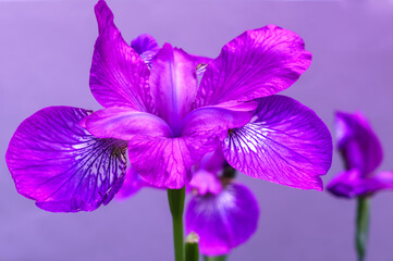 Beautiful petals of pink iris on a purple background 