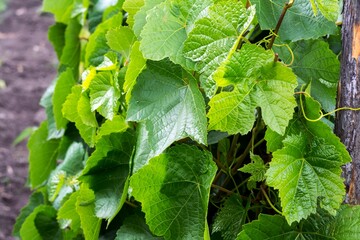 Green leaves of grape close-up.
