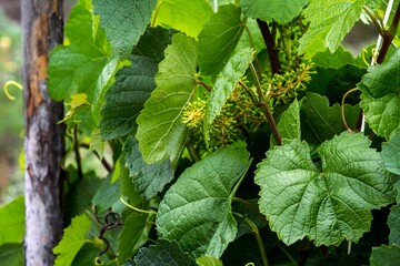 Leaves of grapes and a flowering bunch