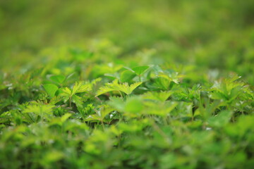 Grass background, green background