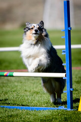 Dog Agility Trial