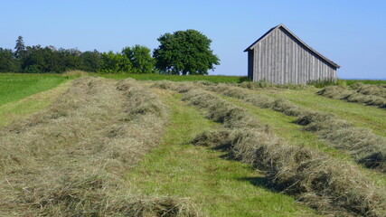 Obraz premium Heuernte mit einer Scheune auf der Wiese