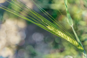 Green spikelet. Beautiful background.