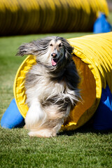 Dog Agility Trial