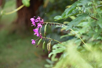 Flowers with fly