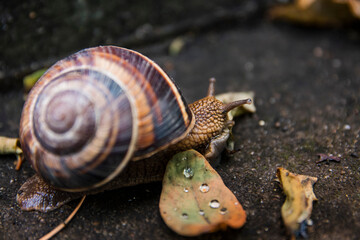 A snail around orange leaves in the wild