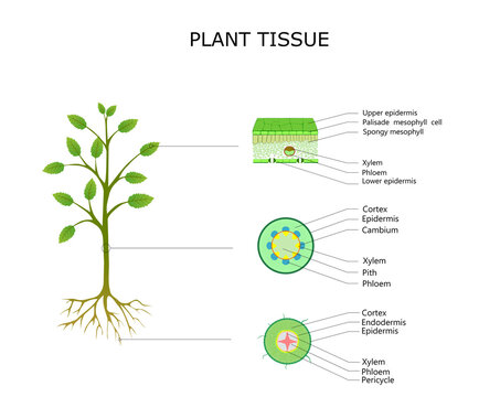 Plant tissues diagram, leaf, stem and root anatomy. Illustration for school and scientific use.