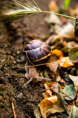 A snail around orange leaves in the wild