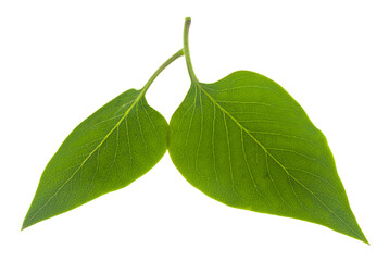 Green leaves Isolated on a white background