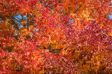 View of colorful autumn leaves texture in the city of Vancouver in Washington state of USA Pacific Northwest.