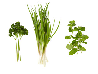 parsley,spring onion and mint leafs isolated on white