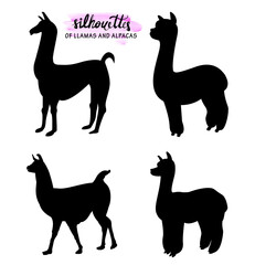 set of silhouettes of llamas and alpacas isolated on white realistic