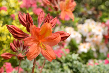 Fototapeta premium Blumen 1215