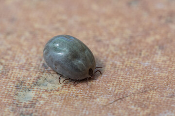 Soft focus closeup of a full tick in the floor.
