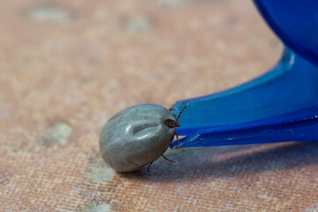 Soft focus closeup of a full tick with blue pliers to remove it.