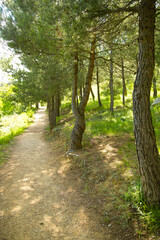 Obraz premium Zielony las, spacer po lesie, zieleń, lato, słoneczny dzień, światło i cień, przyroda, park, aragonia, hiszpania, wiele drzew, świeże