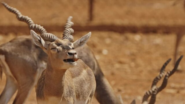 Goa, India. Blackbuck Or Antilope Cervicapra, Also Known As The Indian Antelope, Is An Antelope Found In India, Nepal, And Pakistan. Blackbuck Graze In Park