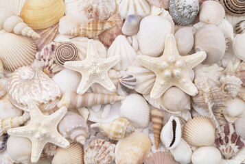 Many different colorful seashells and starfishes