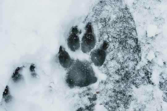 Wolf's Paw Print in the snow