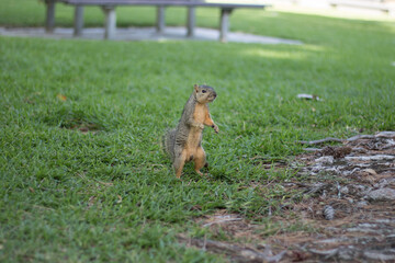 Squirrel