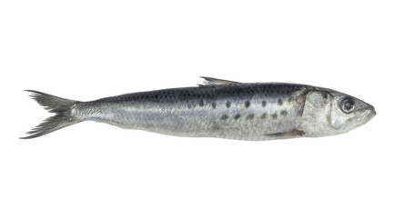 Sardine fish isolated on white background	