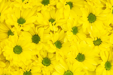 Yellow chrysanthemum flowers background